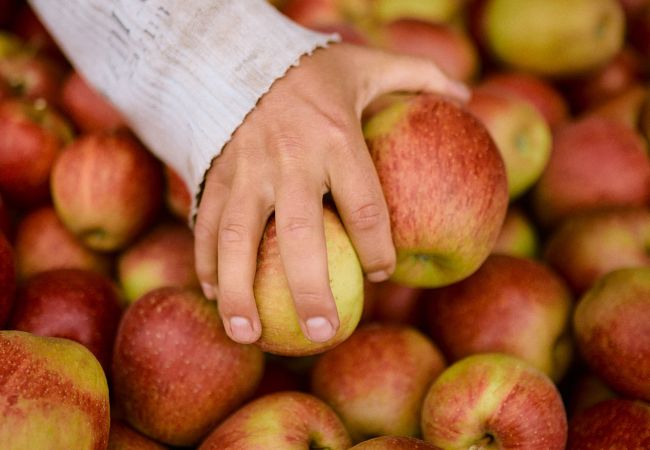 Eine Person die zwei Äpfel von einem Apfelberg in der Hand hält