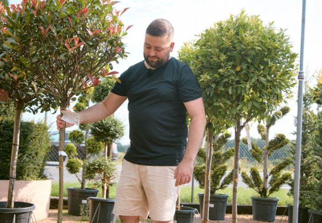 Mann hält kleinen Baum am Stamm im Gartencenter Westenberg