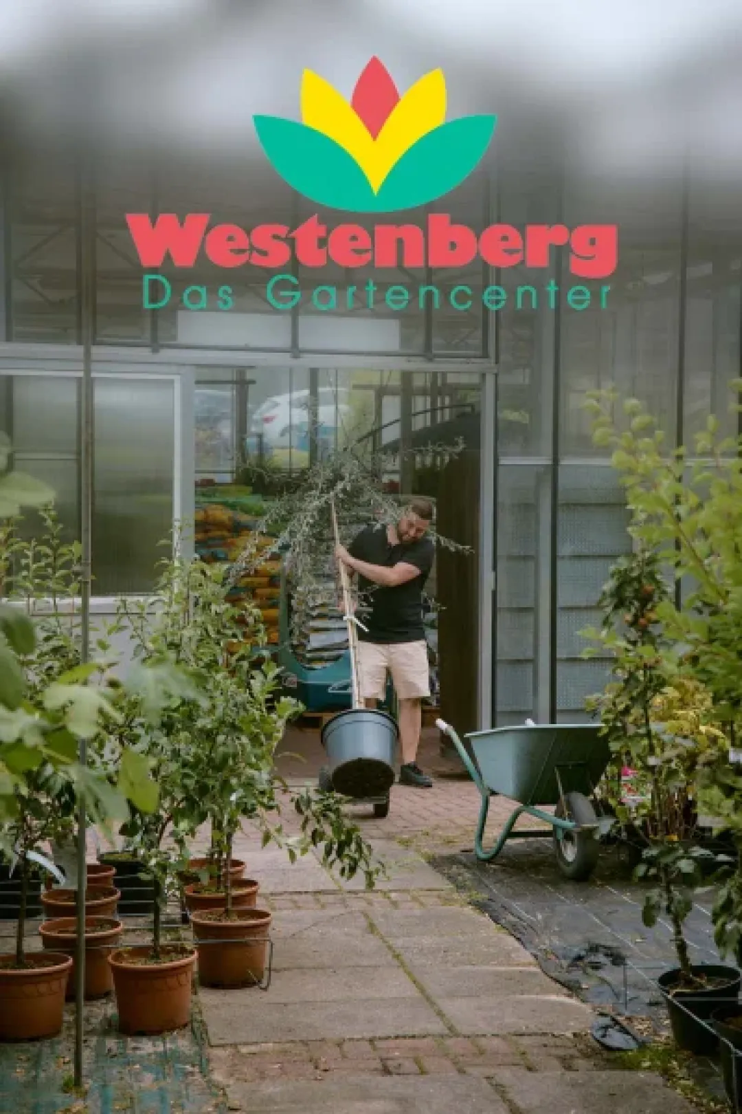 Mann trägt einen Baum im Topf beim Gartencenter Westenberg